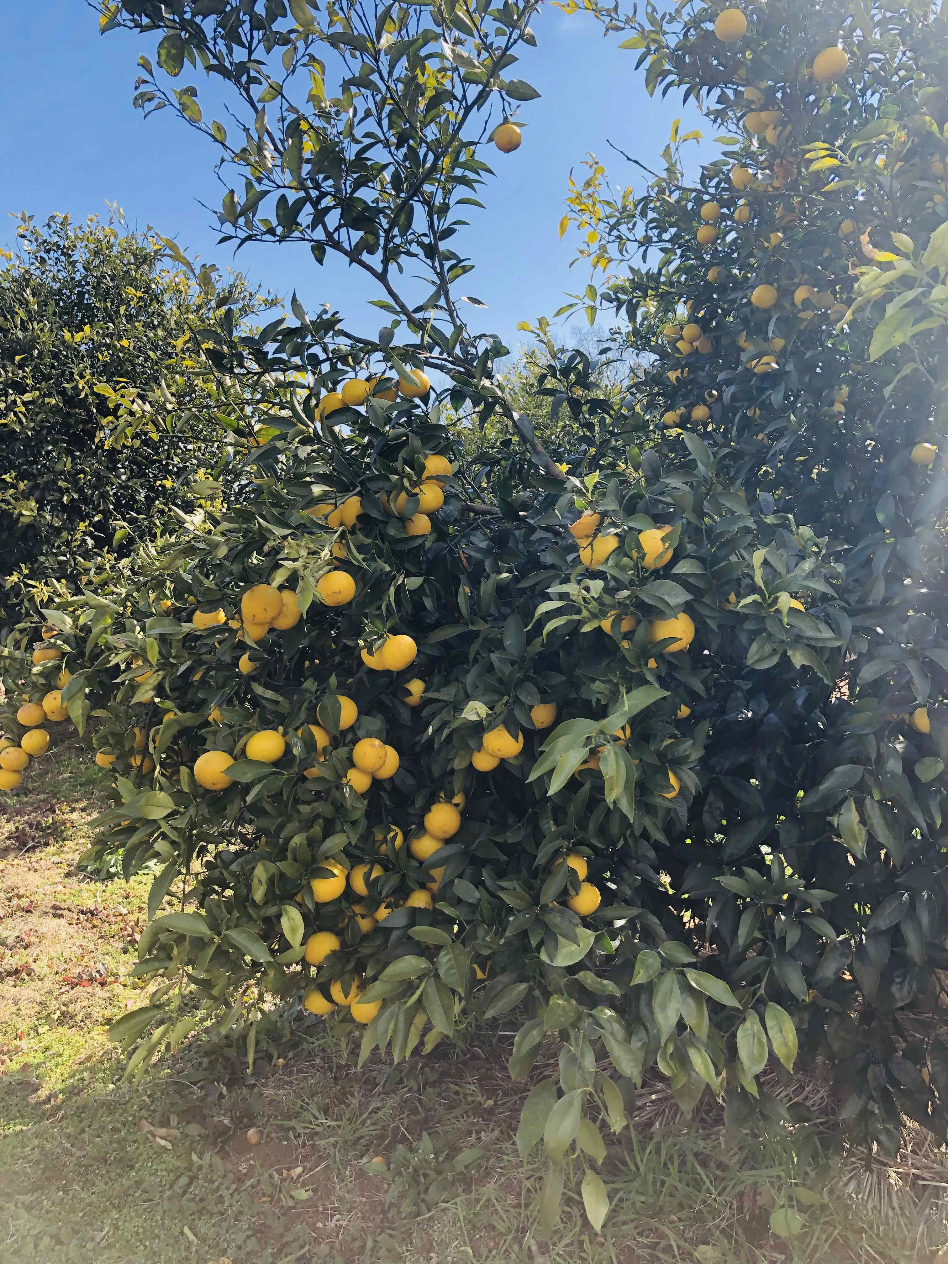 宮川　美紗緒の写真