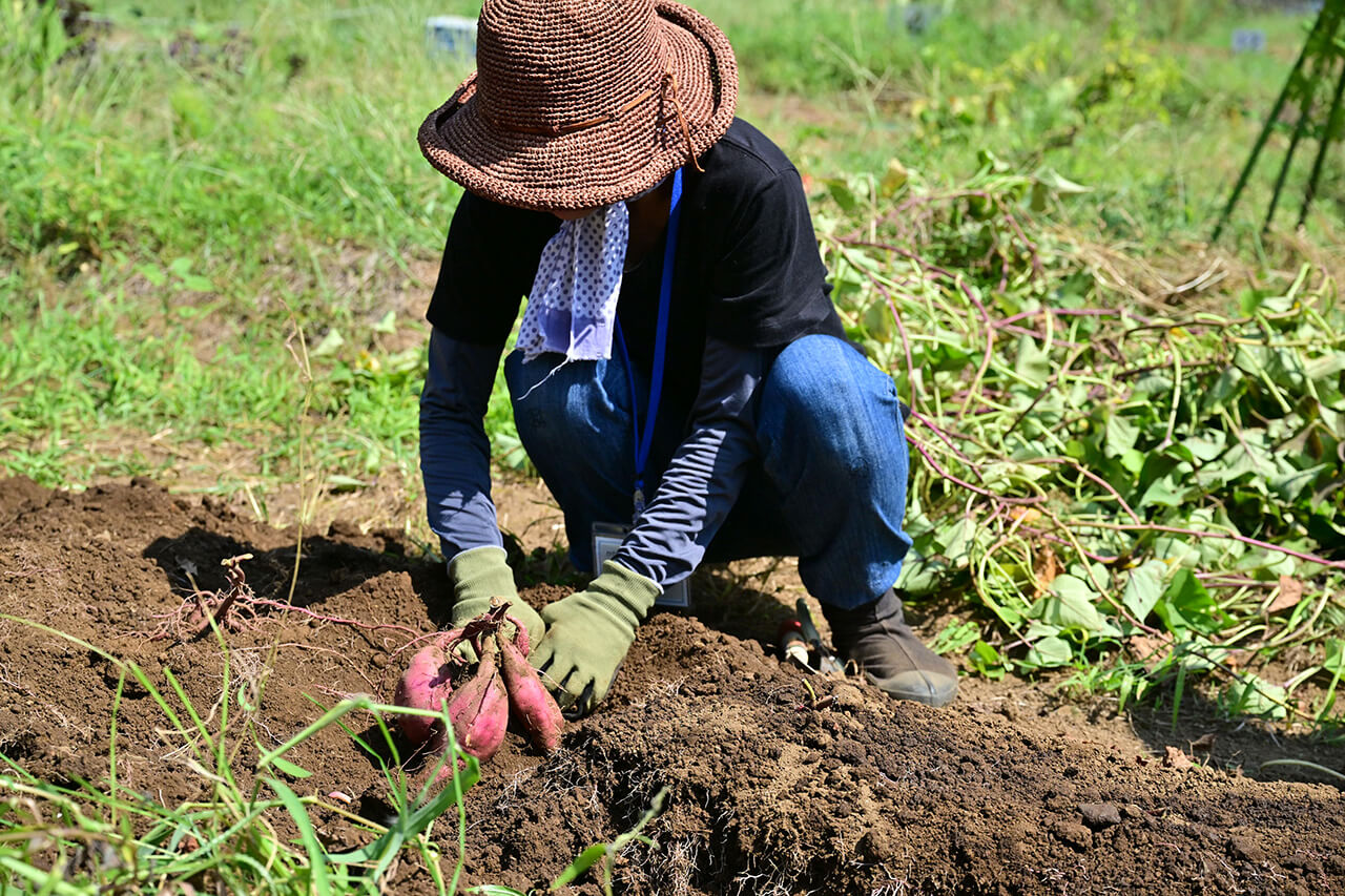 大地の恵みをその手で、汗を忘れる収穫の歓声