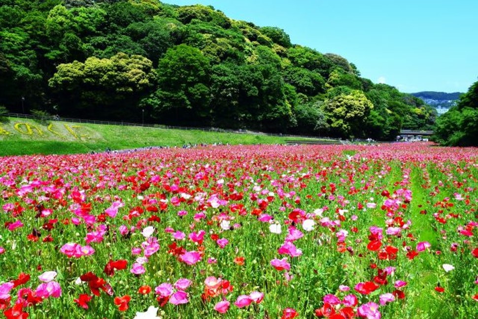 「ポピー・ネモフィラまつり」開催