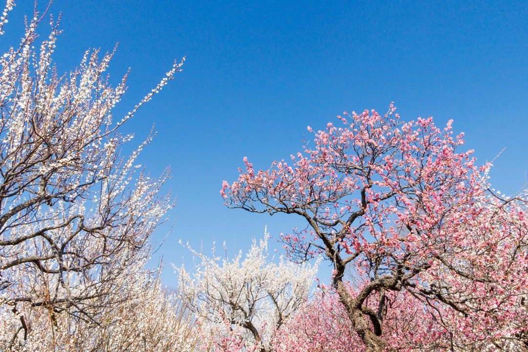 第56回小田原梅まつり