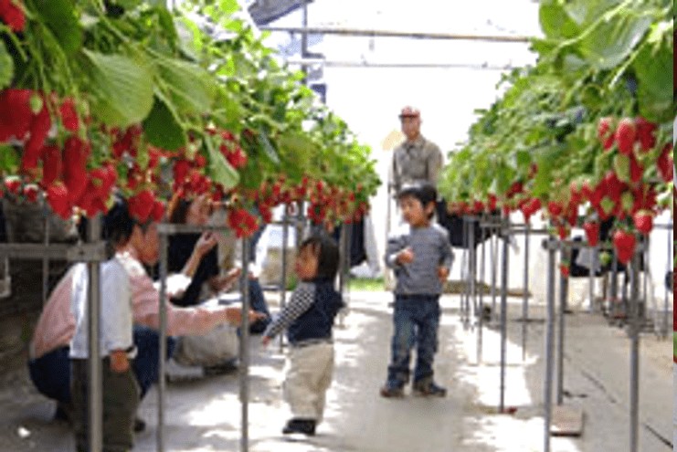 ホヤノいちご園