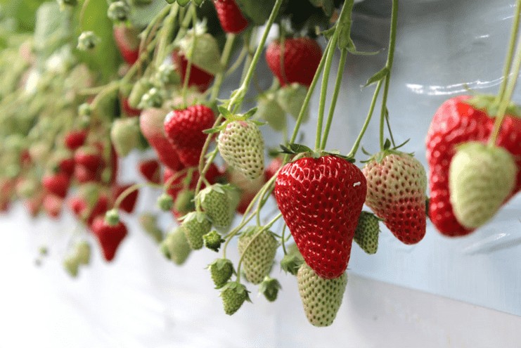 AGRI WAYS（アグリウェイズ）