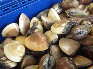 藤沢市漁業協同組合の朝市