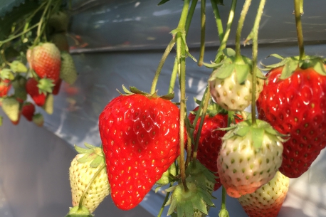 すぎやまいちご園