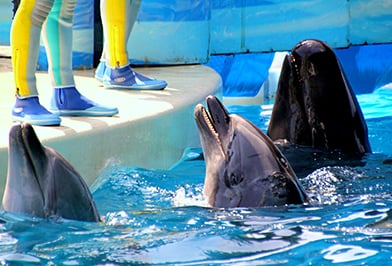 New Enoshima Aquarium