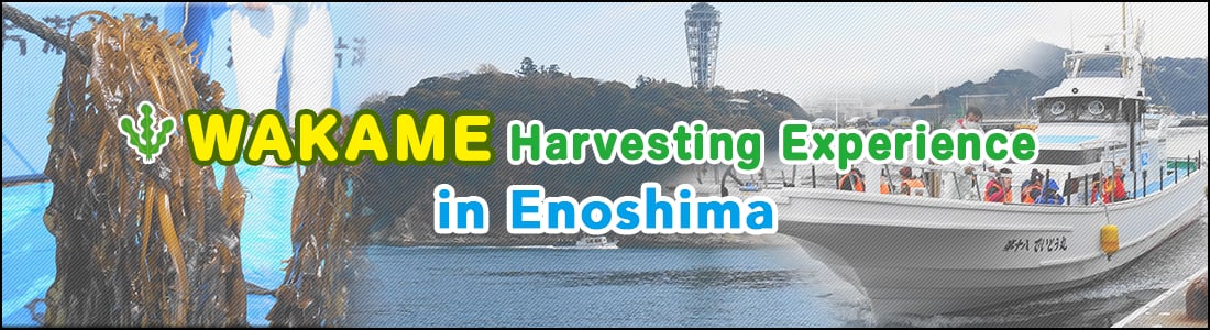 Wakame seaweed harvesting experience in Enoshima