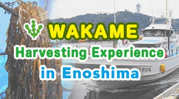 Wakame seaweed harvesting experience in Enoshima