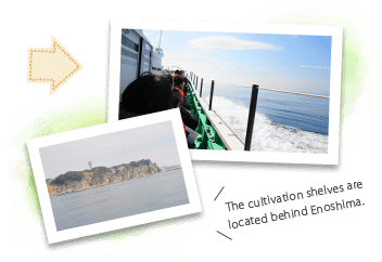 A mini cruise to the wakame seaweed farming shelves