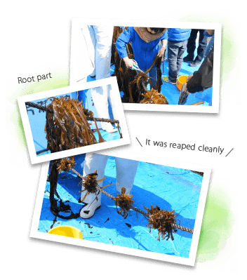 Experience harvesting farmed wakame seaweed