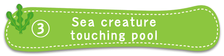 Sea creature touch pool