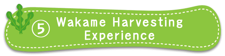 Experience harvesting farmed wakame seaweed