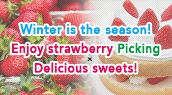Winter is the season! Enjoy strawberry picking and delicious sweets!