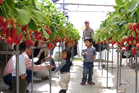 Hoyano Strawberry Farm