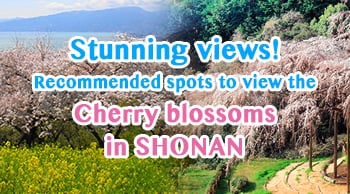 Stunning views! Recommended spots to view the cherry blossoms in SHONAN during Spring