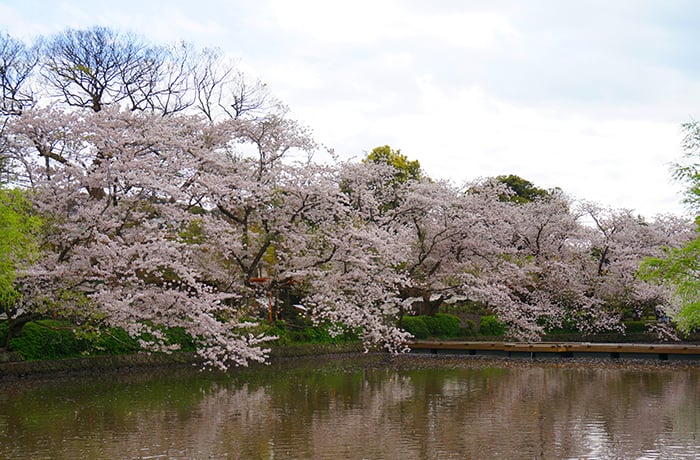 Tsurugaoka Hachimangū Shrine