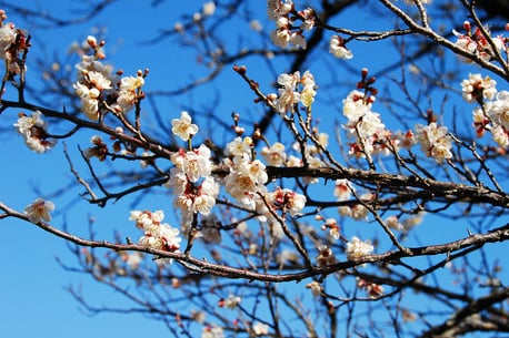 Taura Umebayashi Festival