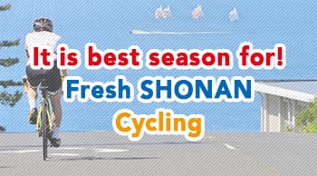 It is the best season! Fresh SHONAN Cycling