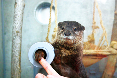 Tokyu Aburaztsubo Marine Park