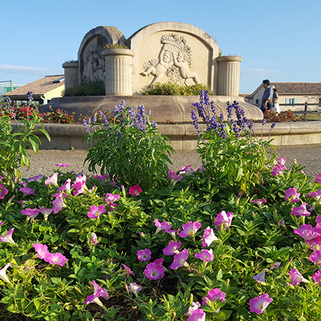 Soleil Hill Flower Fields