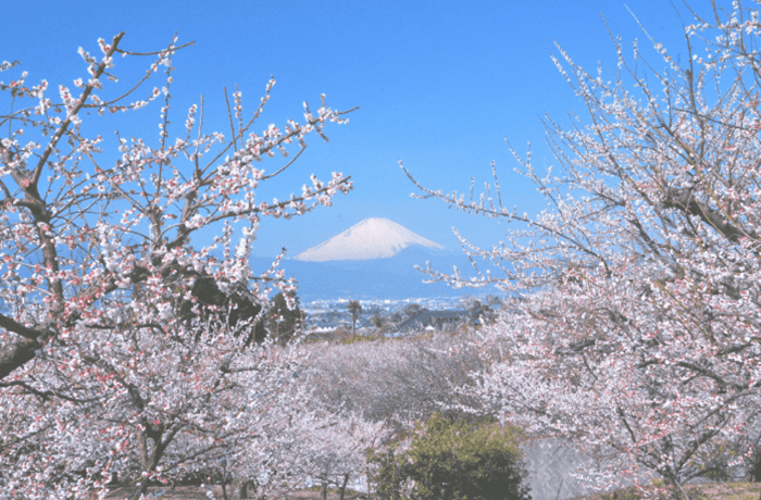 【Odawara】Plum Festival