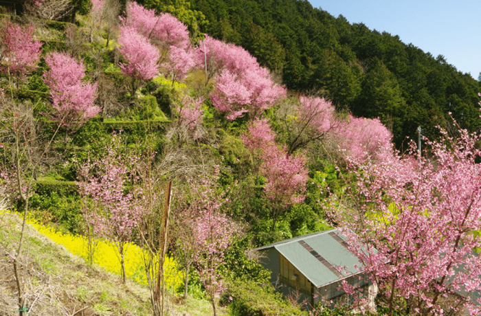 Nebukawa Okame Sakura Festival