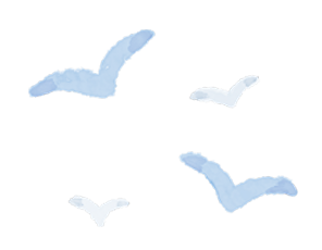 seagull illustration