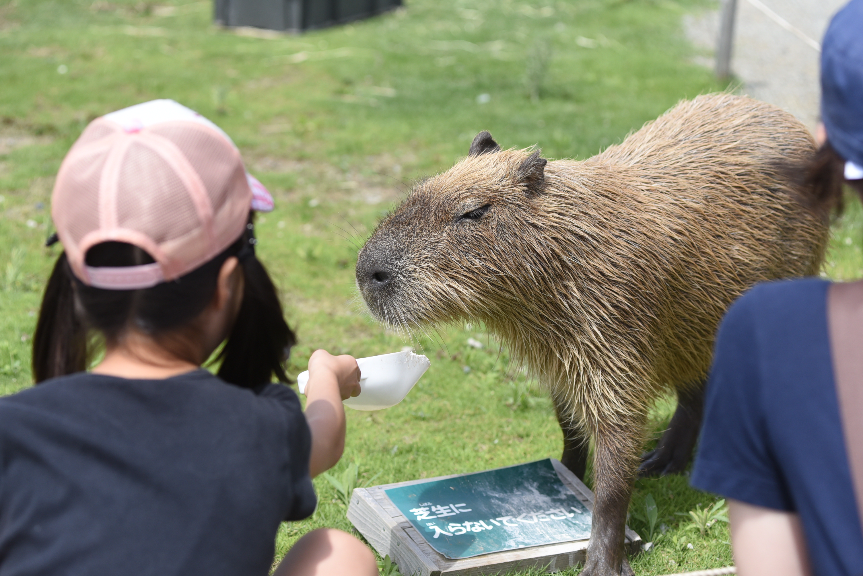 どうぶつふれあい広場とじゃぶじゃぶ池で遊ぼう！　ソレイユの丘