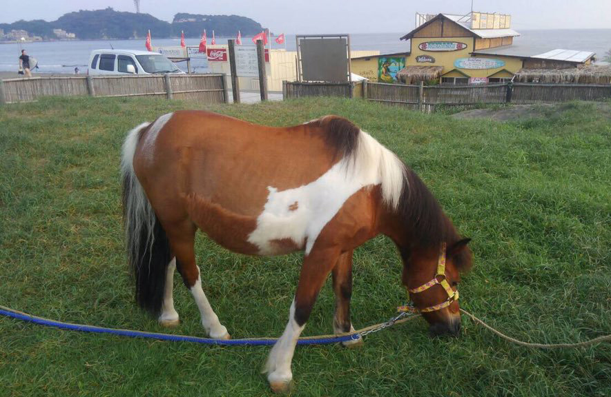 ポニーのいる海の家　湘南江ノ島　海の家　白砂２