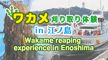 ワカメ刈り取り体験 in 江ノ島