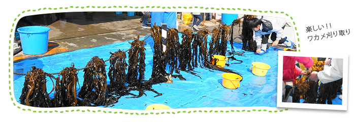 ずらっと並んだワカメの姿 