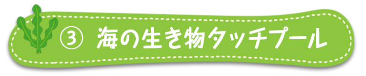 海の生き物タッチプール