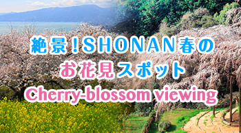 絶景!SHONAN春のお花見スポット