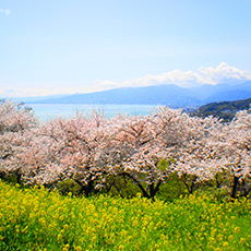 吾妻山公園から見る桜