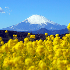 吾妻山公園から見る海