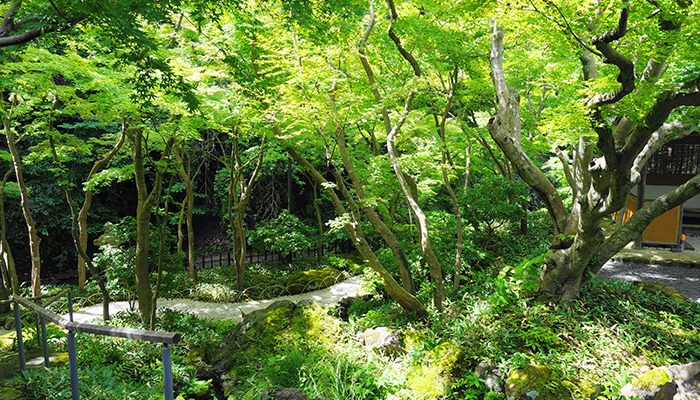 一条恵観山荘 歩く小径