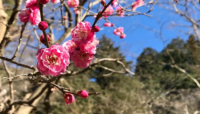 妙本寺の梅の花