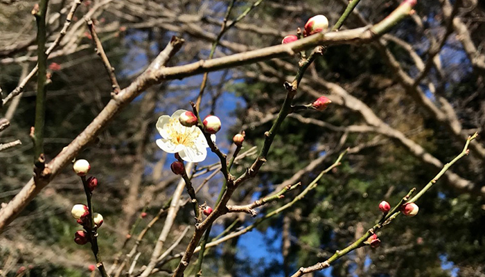 妙本寺の白い梅の花
