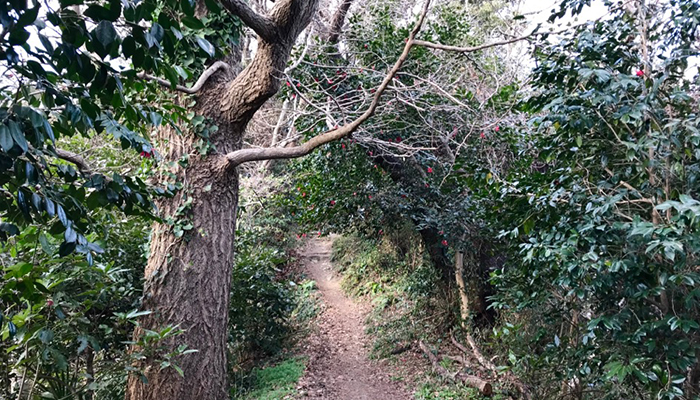 ハイキングコース道