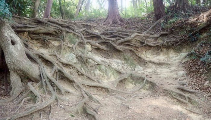 地面に現れた木の根
