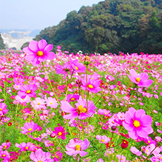 구리하마 꽃의 나라1