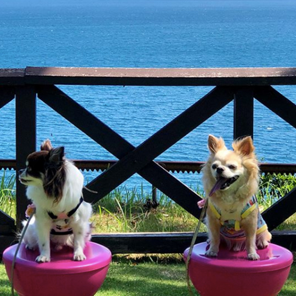 케이프 마나즈루