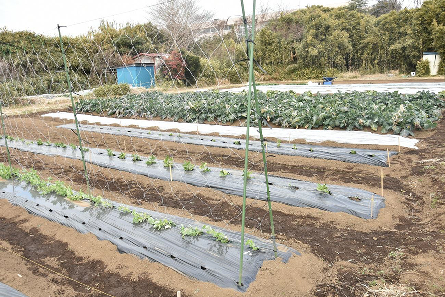 現在活動の舞台になっている畑。