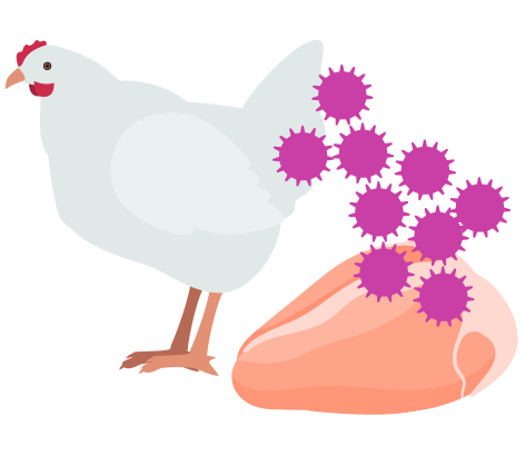 鳥インフルエンザのイラスト