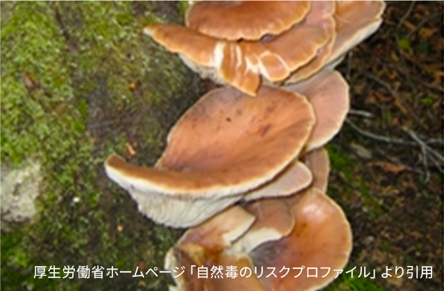 植物性自然毒の画像