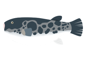 ふぐのイラスト