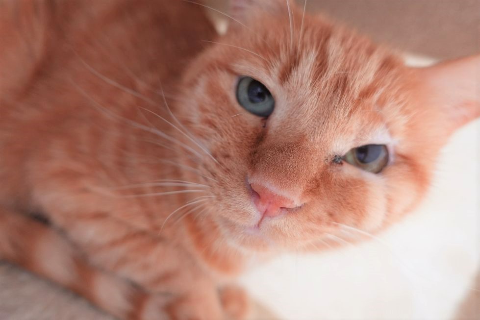 写真:現在のきなこ