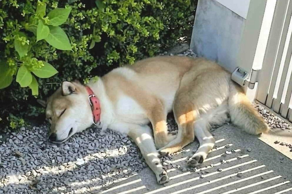 写真:昼寝する前川くん
