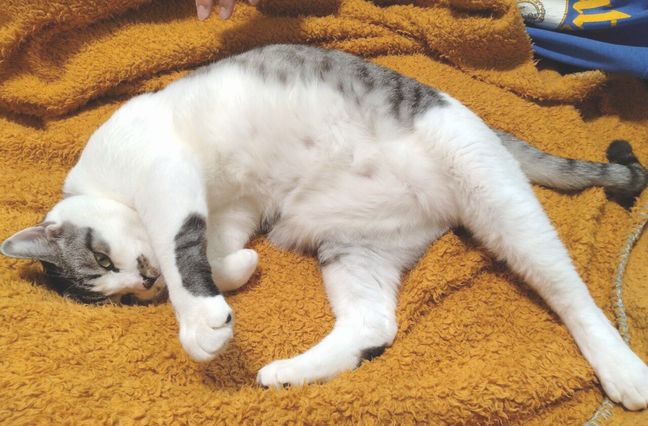写真:譲渡後の葉月