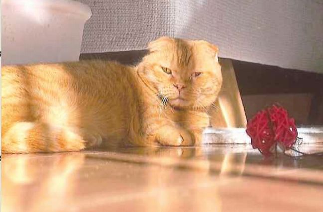 写真:譲渡後のひま