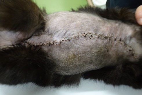 写真：治療後のブルガリ